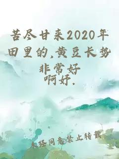 苦尽甘来2020年田里的,黄豆长势非常好